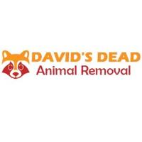 David's Dead Possum Removal Sydney image 1